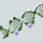 lactylation-related genes