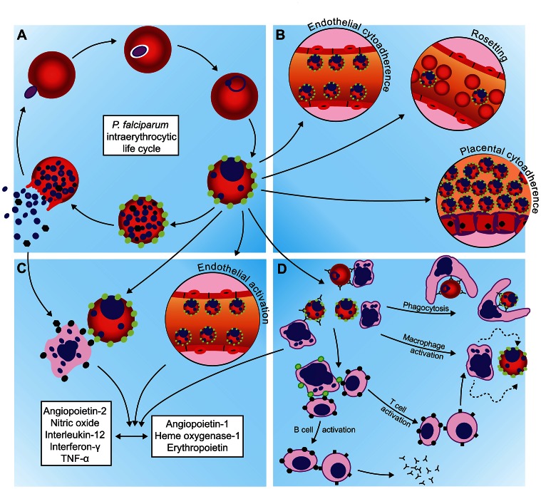 Plasmodium parasite immunity: Is it the best proven defense?