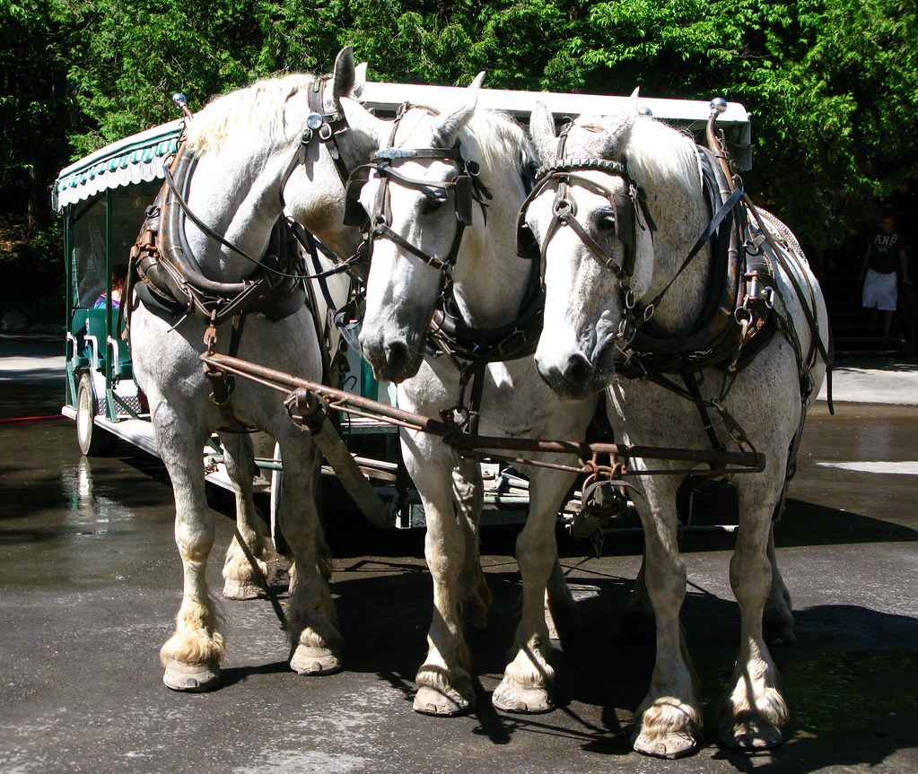 Horse-Drawn Carriage Ban: Drivers Face Uncertain Future